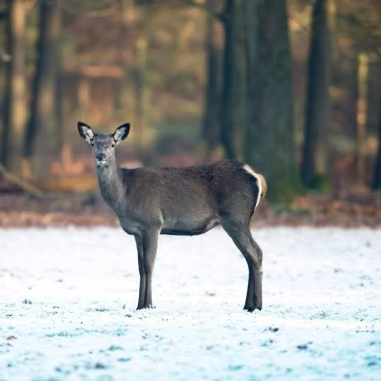 wildlife at Whim House Retreat