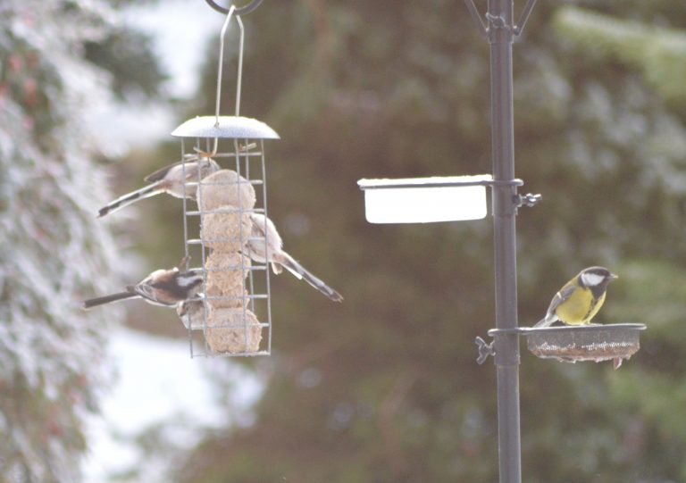 Wildlife at Whim House Retreat